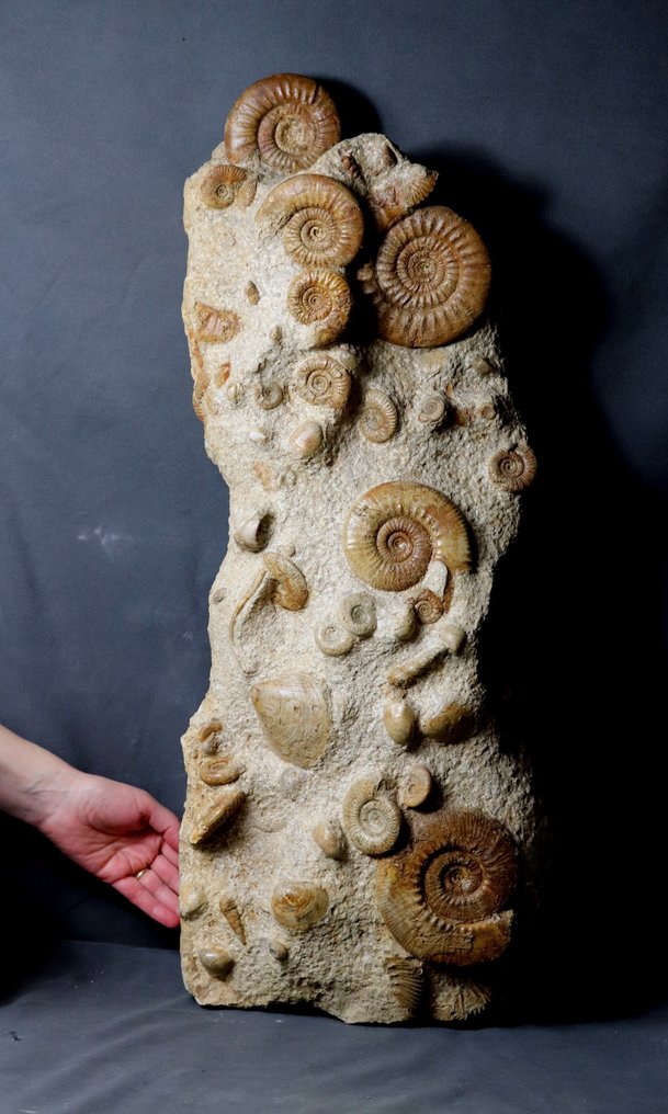 非常漂亮，巨大的多块菊石板 - 化石板块基质 - Reineckeia + Hecticoceras + Choffatia + Brachiopods - 72 cm - 27 cm #1.1