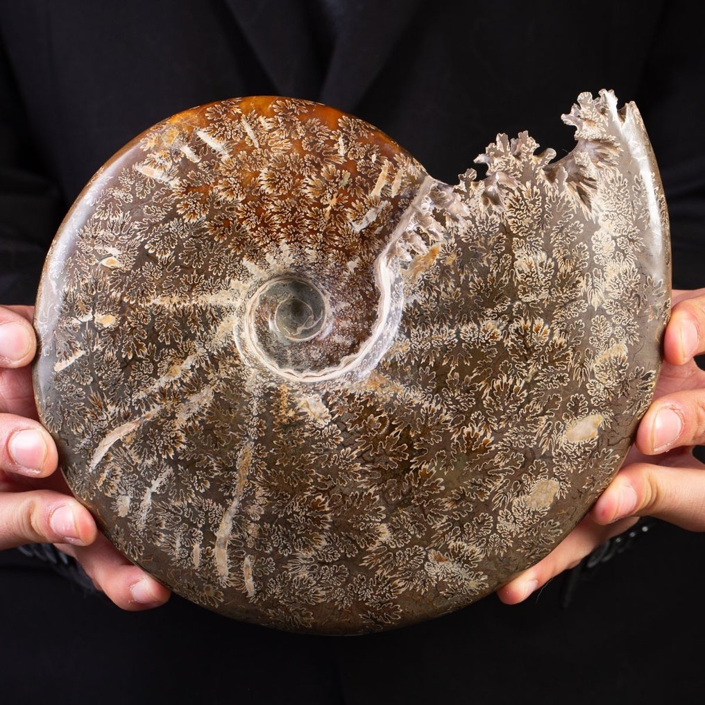Pæn poleret ammonit - Forstenet skal - Aioloceras (Cleoniceras) sp. - 22 cm - 19 cm #1.1