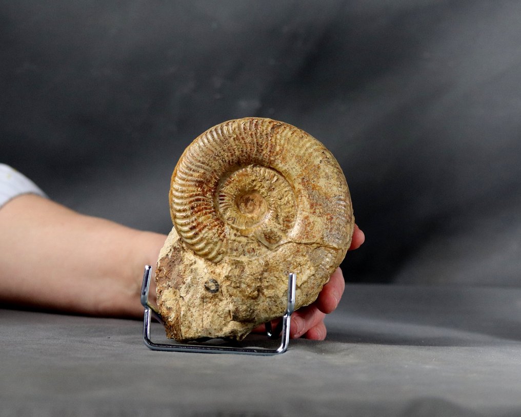 Hieno ammoniitti - Jalustassa - Kivettynyt eläin - Pseudogrammoceras fallaciosum (11 cm) - 12.7 cm - 9.9 cm #1.1