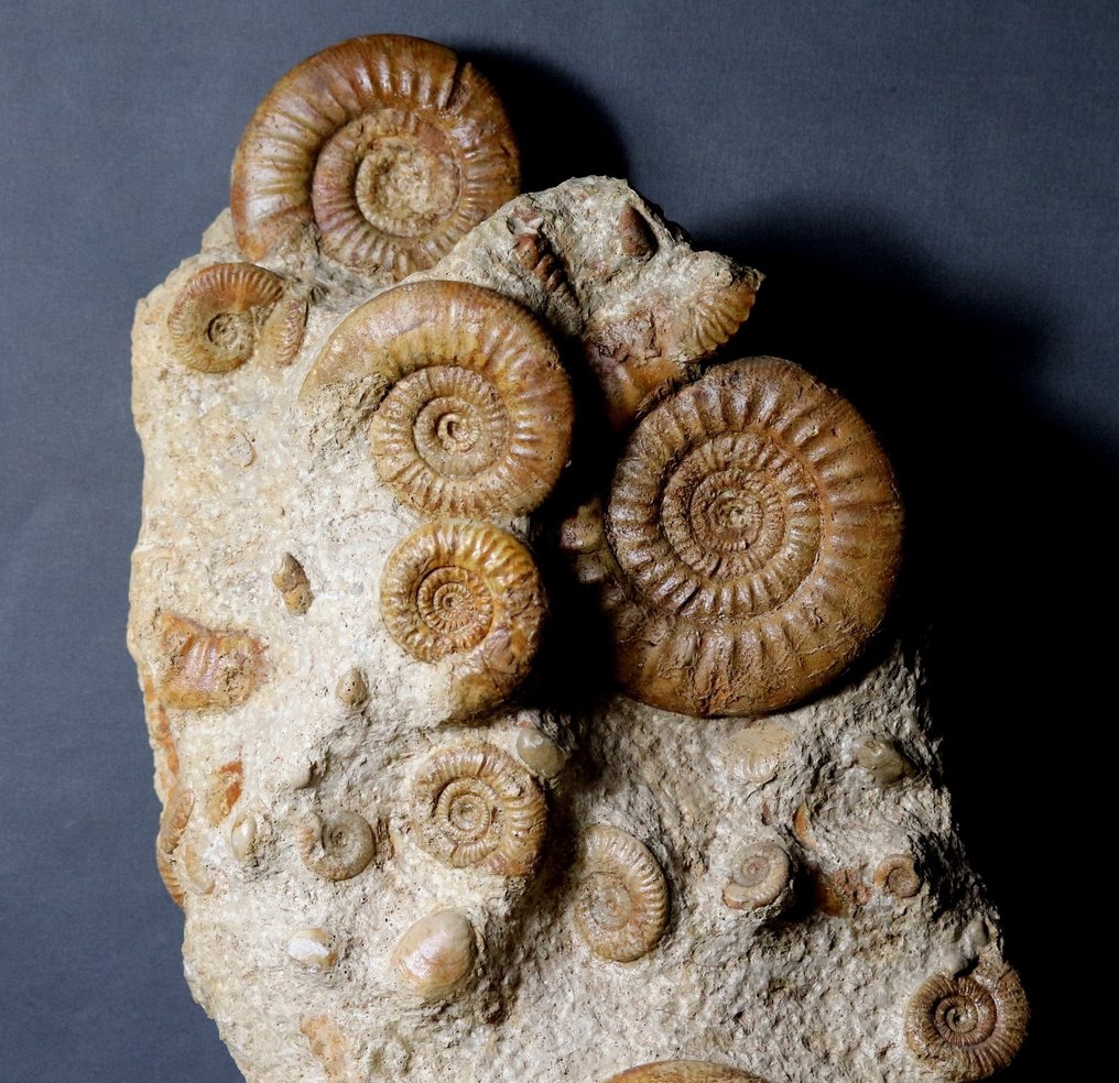 非常漂亮，巨大的多块菊石板 - 化石板块基质 - Reineckeia + Hecticoceras + Choffatia + Brachiopods - 72 cm - 27 cm #2.1