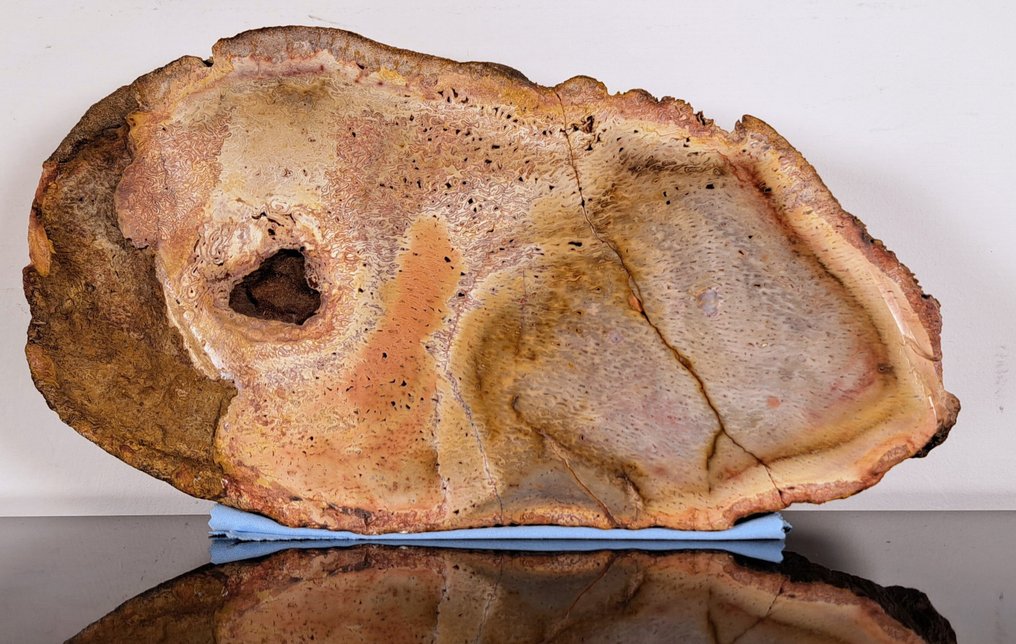 木化石 - 化石木材 - Tietea Singularis - 15.5 cm - 29.7 cm #2.2