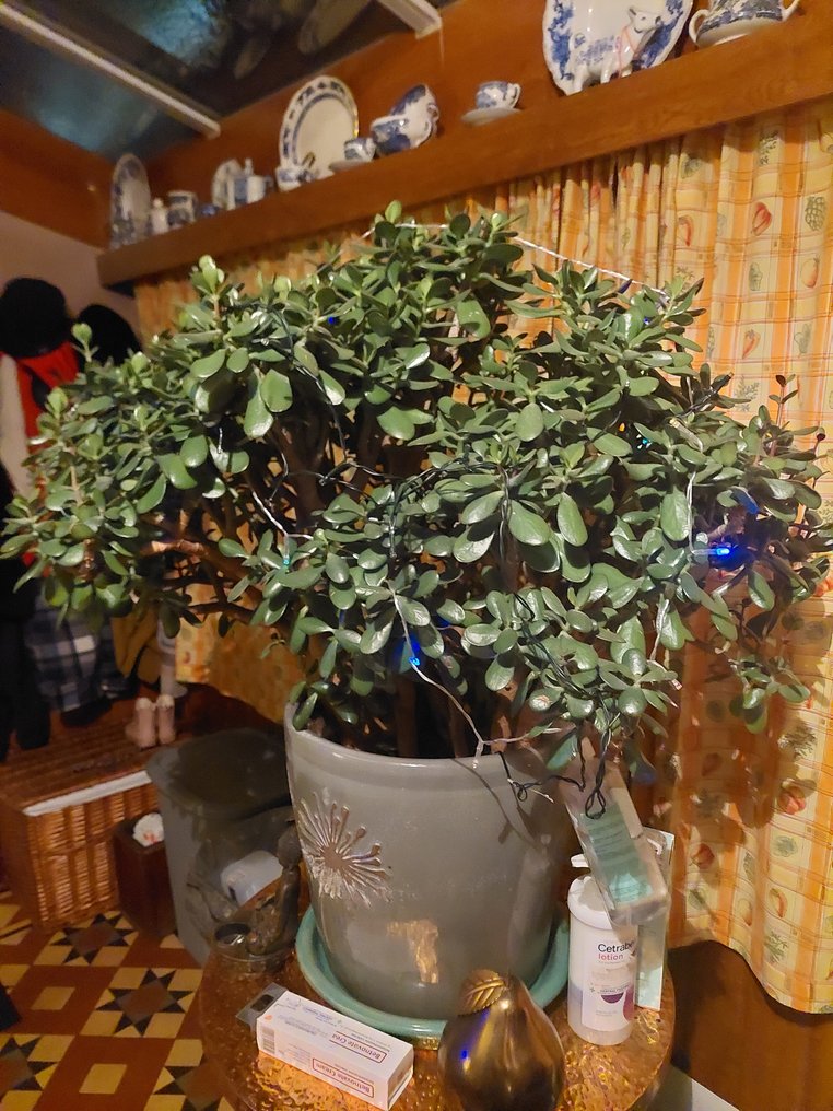 Azalea Bonsai (Rhododendron) - Höjd (träd): 4 ft - Djup (träd): 4 ft - Kina #1.1