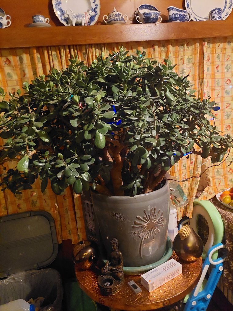 Azalea Bonsai (Rhododendron) - Höjd (träd): 4 ft - Djup (träd): 4 ft - Kina #1.2