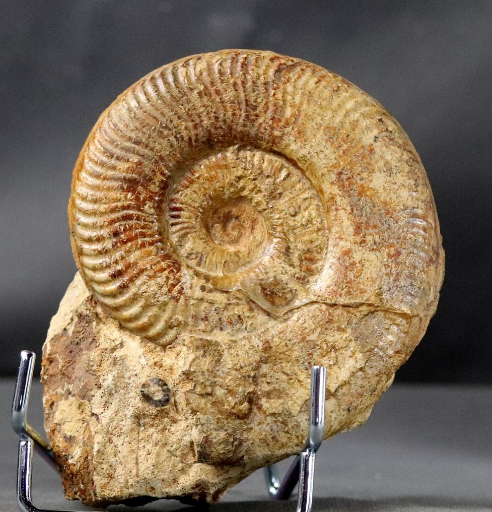 Hieno ammoniitti - Jalustassa - Kivettynyt eläin - Pseudogrammoceras fallaciosum (11 cm) - 12.7 cm - 9.9 cm #2.2