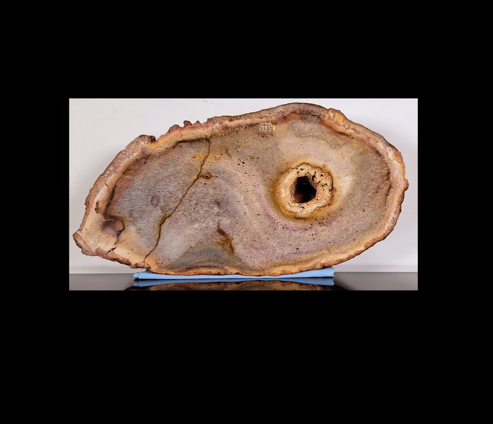 木化石 - 化石木材 - Tietea Singularis - 15.5 cm - 29.7 cm #1.1