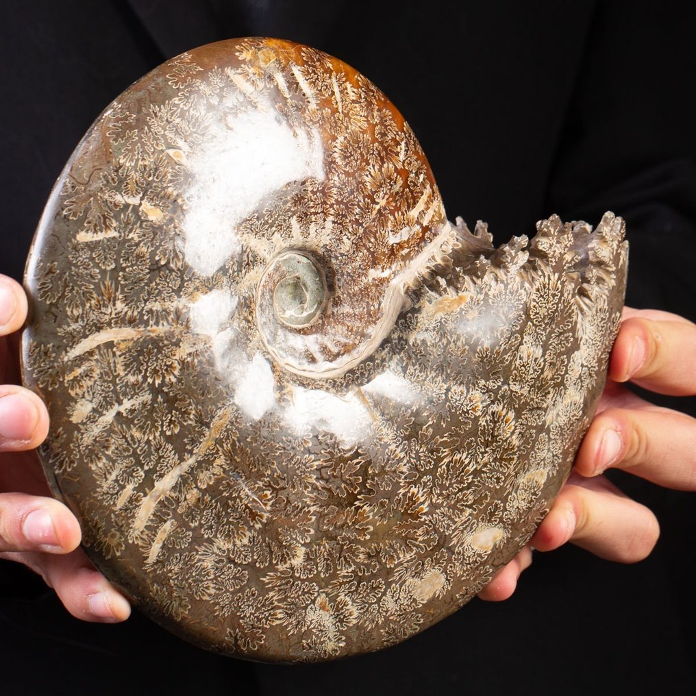 Pæn poleret ammonit - Forstenet skal - Aioloceras (Cleoniceras) sp. - 22 cm - 19 cm #2.1