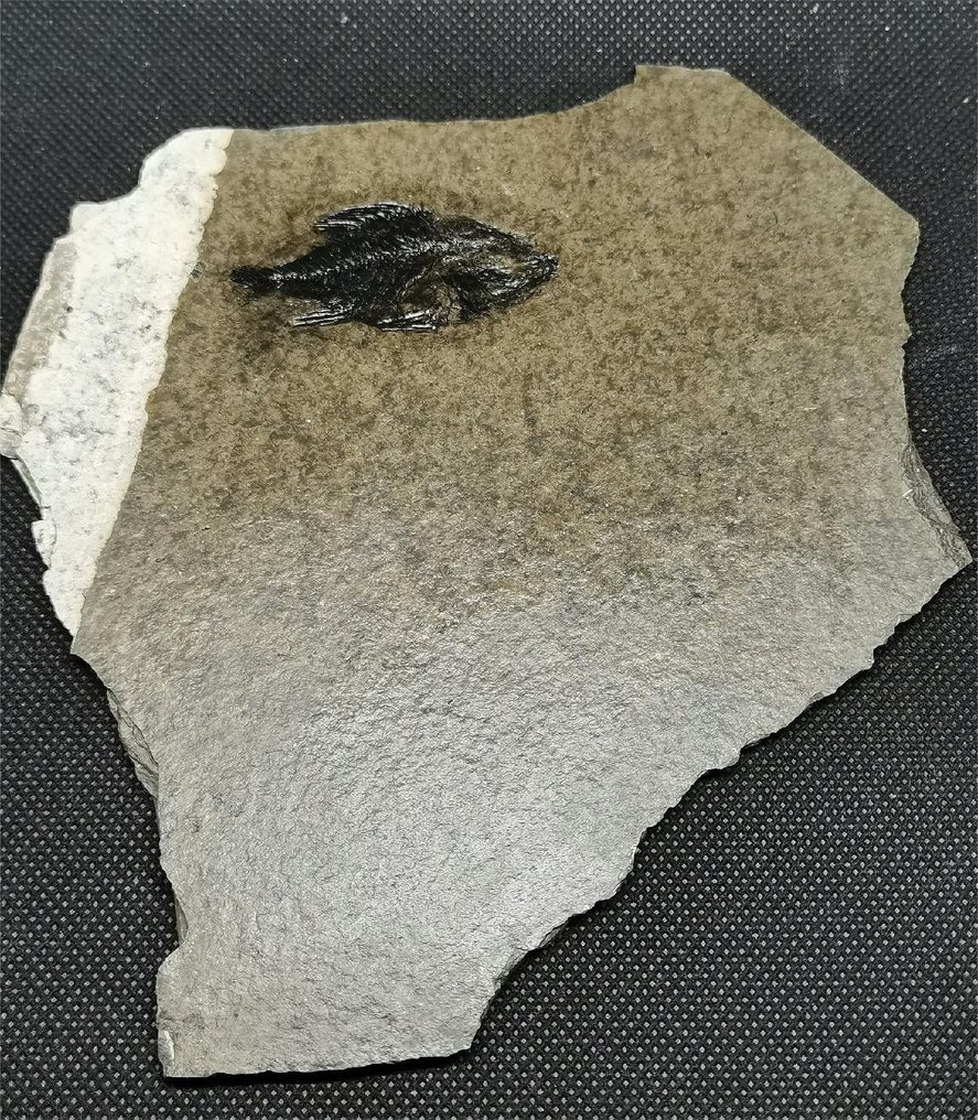 Pez - Animal fosilizado - Tungtingichthys-Exquisite-Clear bones - 50 mm #1.2