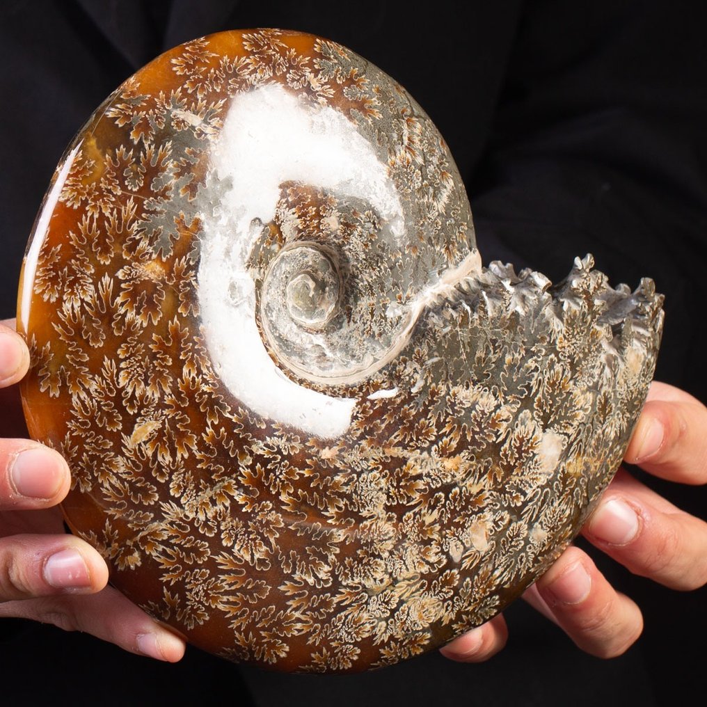 Aragonite and Calcite Nice Polished Ammonite - Height: 200 mm - Width: 180 mm- 1512 g #2.1