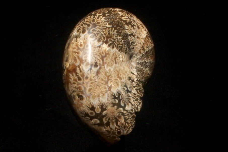 Ammonite - Animale fossilizzato - Phylloceras - 20 cm - 6 cm #1.1