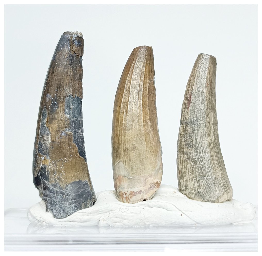 Fossil tooth - Set of 3 Nicely Preserved Suchomimus tenerensis Dinosaur Teeth Lower Cretaceous Elrhaz Fm #1.1