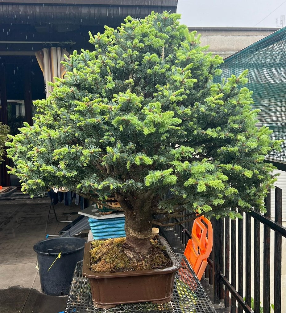Mänty-bonsai (Pinus) - Korkeus (puu): 120 cm - Syvyys (puu): 100 cm - Japani #2.1