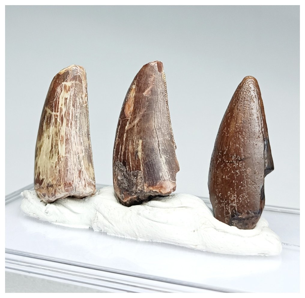 Collection of 3 Rare Afrovenator abakensis Megalosaurid Theropod Dinosaur Teeth - Jurassic Tiouraren - Fossil tooth  (No Reserve Price) #1.1