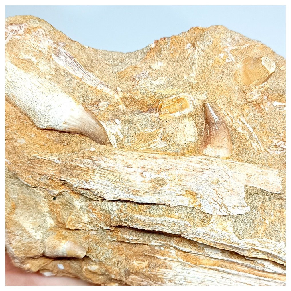 Gut erhaltener Teiloberkiefer eines Mosasauriers vom Typ Halisaurus arambourgii in Matrix - Fossile Zähne  (Ohne Mindestpreis) #2.1
