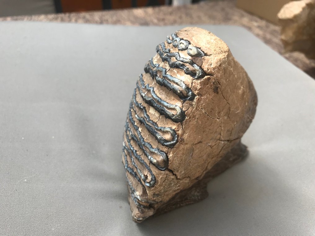 Mammut Lanoso - Dente fossile - 16 cm - 13 cm #1.1