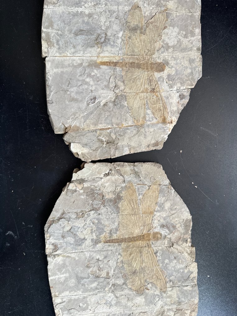 Libelulă - Animale fosilizate - 17.5 cm - 22.6 cm #2.1