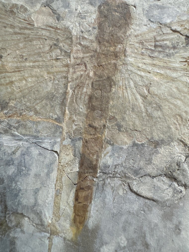 Libelulă - Animale fosilizate - 17.5 cm - 22.6 cm #3.2