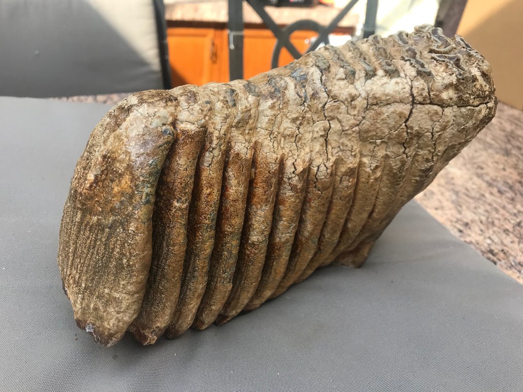 真猛瑪象 - 牙齒化石 - 24 cm - 7 cm #3.1