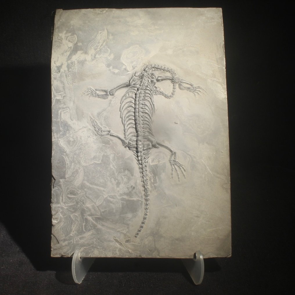 Rettile marino - Animale fossilizzato - Keichousaurus - 29 cm - 17 cm #1.1