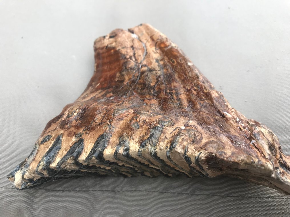 Mamute-lanoso - Dente fóssil - 15 cm - 15 cm #3.1