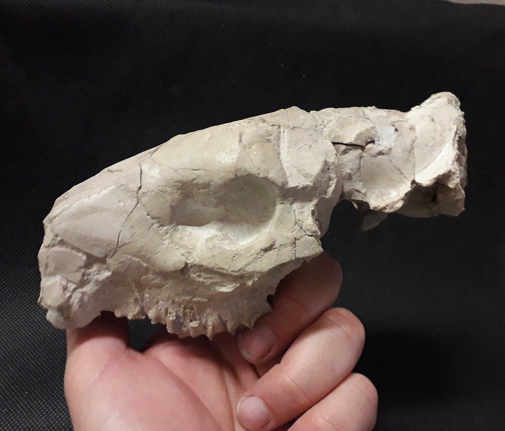 craniu - Craniu fosilă - Oreodont Merycoidon gracilis #1.1