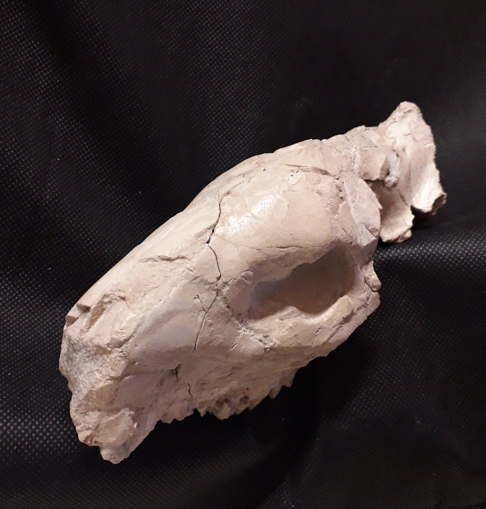 craniu - Craniu fosilă - Oreodont Merycoidon gracilis #3.1