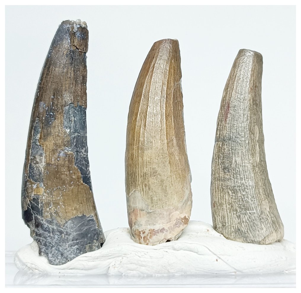 Fossil tooth - Set of 3 Nicely Preserved Suchomimus tenerensis Dinosaur Teeth Lower Cretaceous Elrhaz Fm #1.2