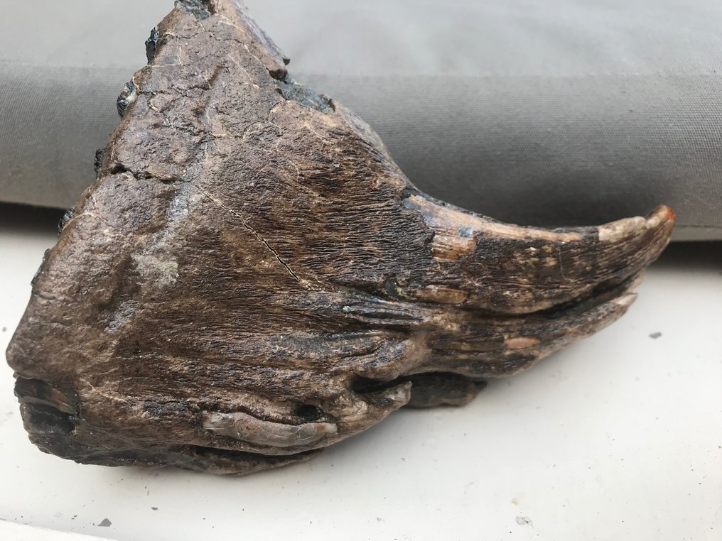 Uldhåret mammut - Fossil tand - 19 cm - 12 cm #3.2