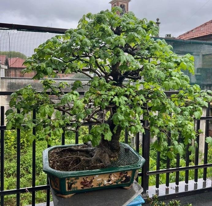 fält lönn bonsai - Höjd (träd): 110 cm - Djup (träd): 130 cm - Japan #2.3