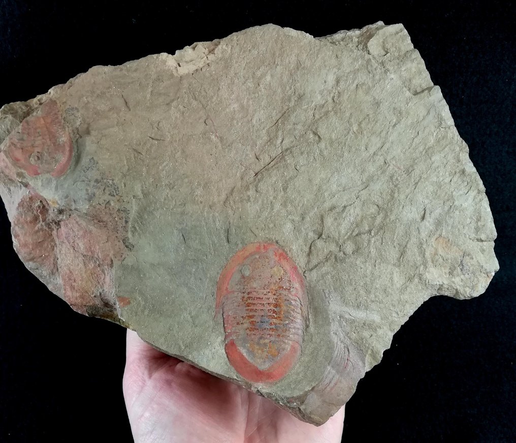 Trilobiet - Gefossiliseerd dier - Asaphellus fezouataensis (Vidal, 1998) - 24 cm - 20 cm #2.1