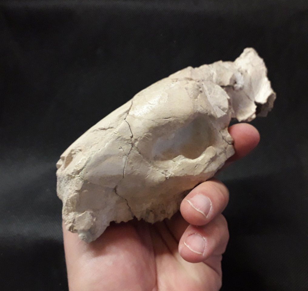craniu - Craniu fosilă - Oreodont Merycoidon gracilis #3.2
