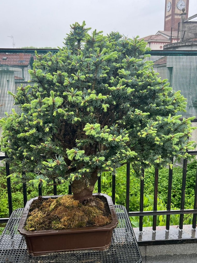 Bonsai pino (Pinus) - Altezza (albero): 120 cm - Profondità (albero): 100 cm - Giappone #1.1