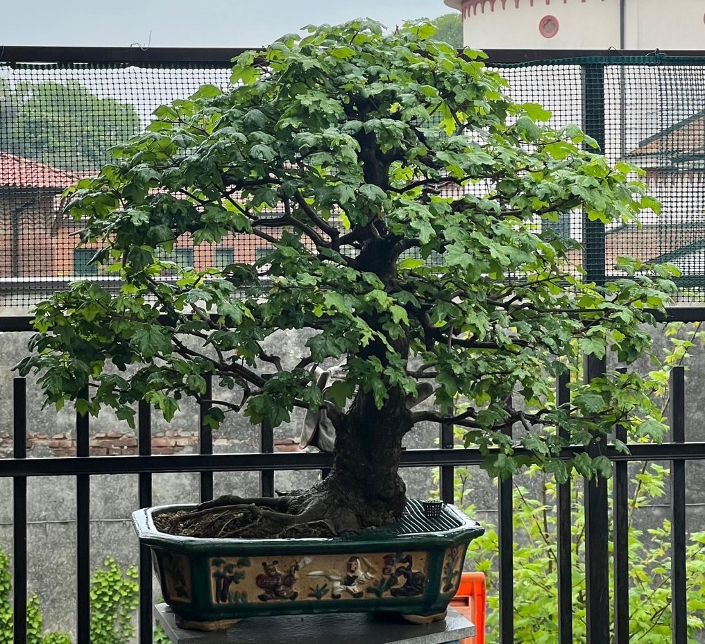 bonsai z klonu polnego - Wysokość (drzewko): 110 cm - Głębokość (drzewko): 130 cm - Japonia #2.2