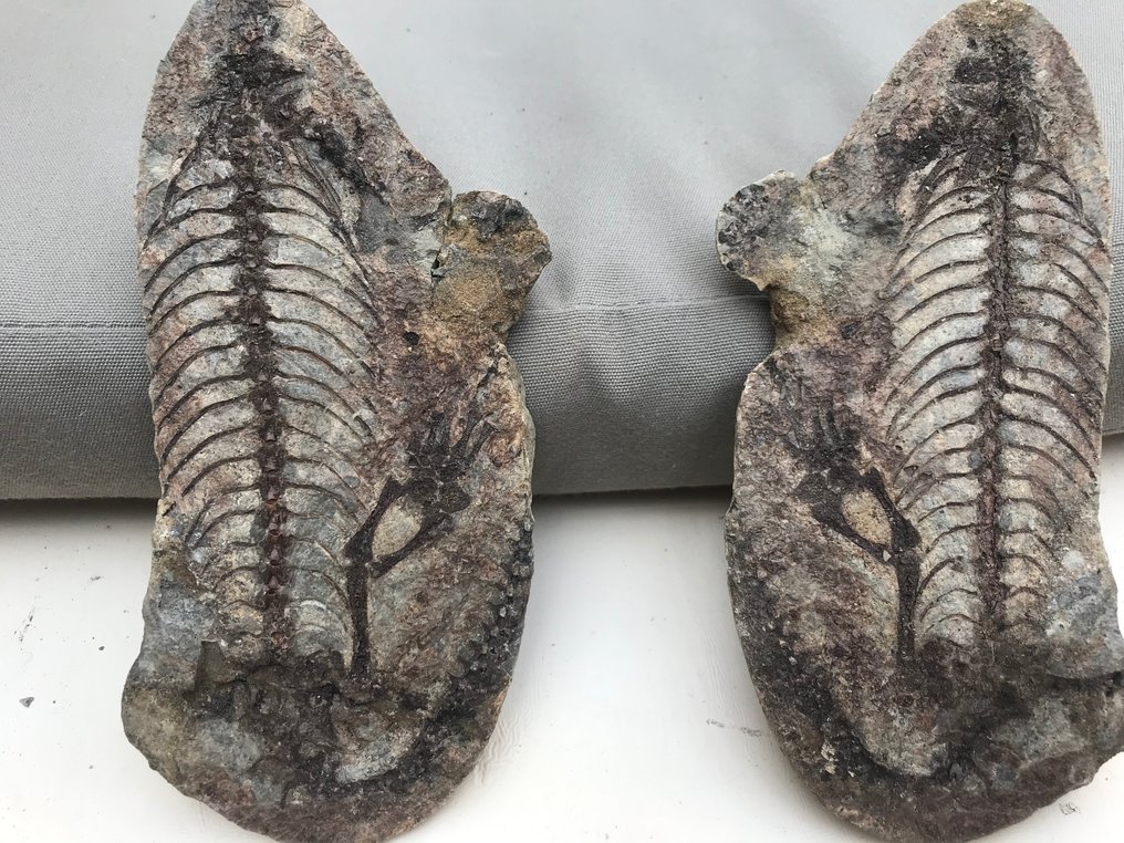 恐龍 - Fossil matrix - Barasaurus - 17 cm - 8 cm #3.1