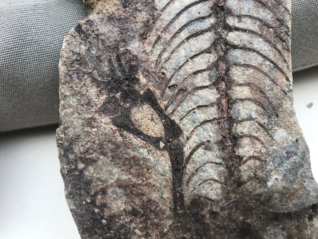 恐龍 - Fossil matrix - Barasaurus - 17 cm - 8 cm #2.1