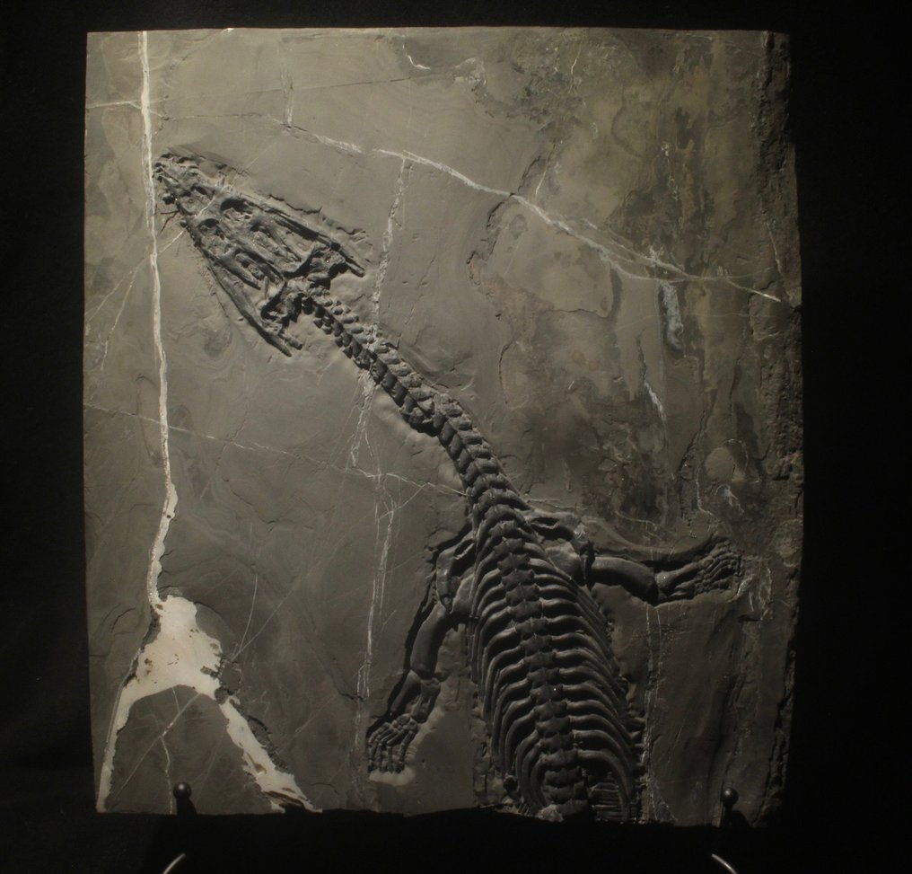 Marin reptil - Fossiliserat djur - Nothosaurus - 39 cm - 28 cm #1.1