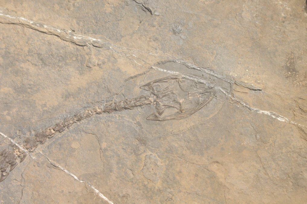 Reptil marino - Animal fosilizado - Diandongosaurus - 40 cm - 21 cm #2.1
