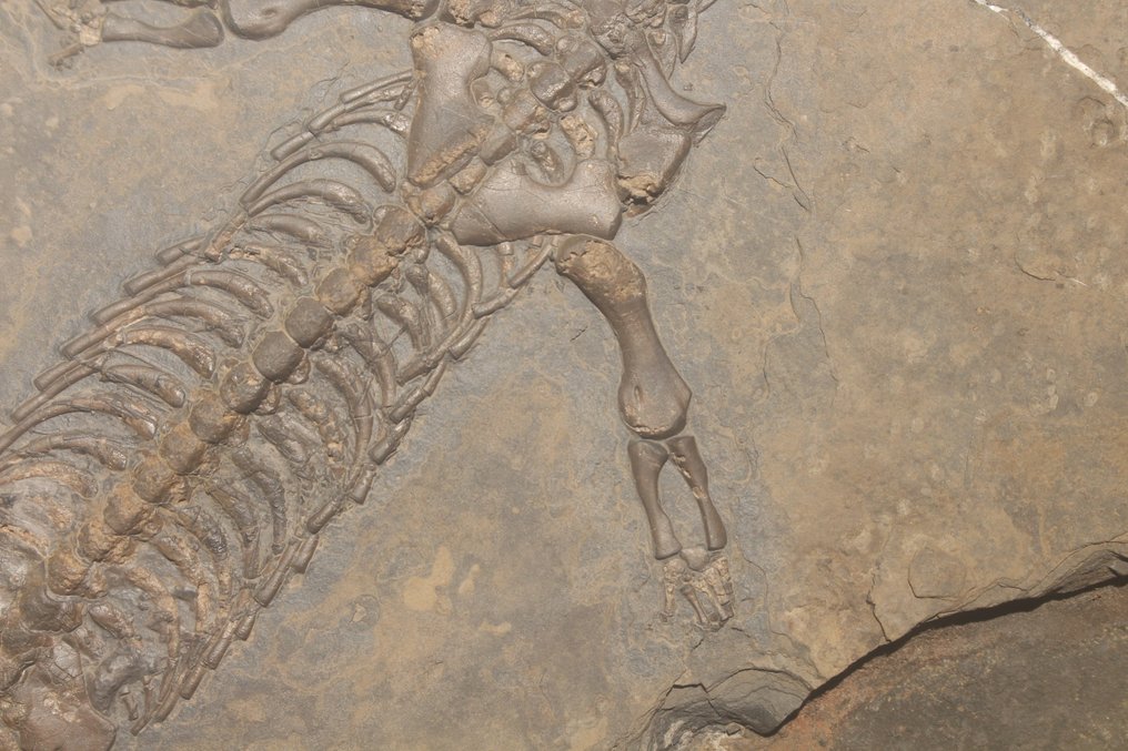Reptil marino - Animal fosilizado - Diandongosaurus - 40 cm - 21 cm #3.2