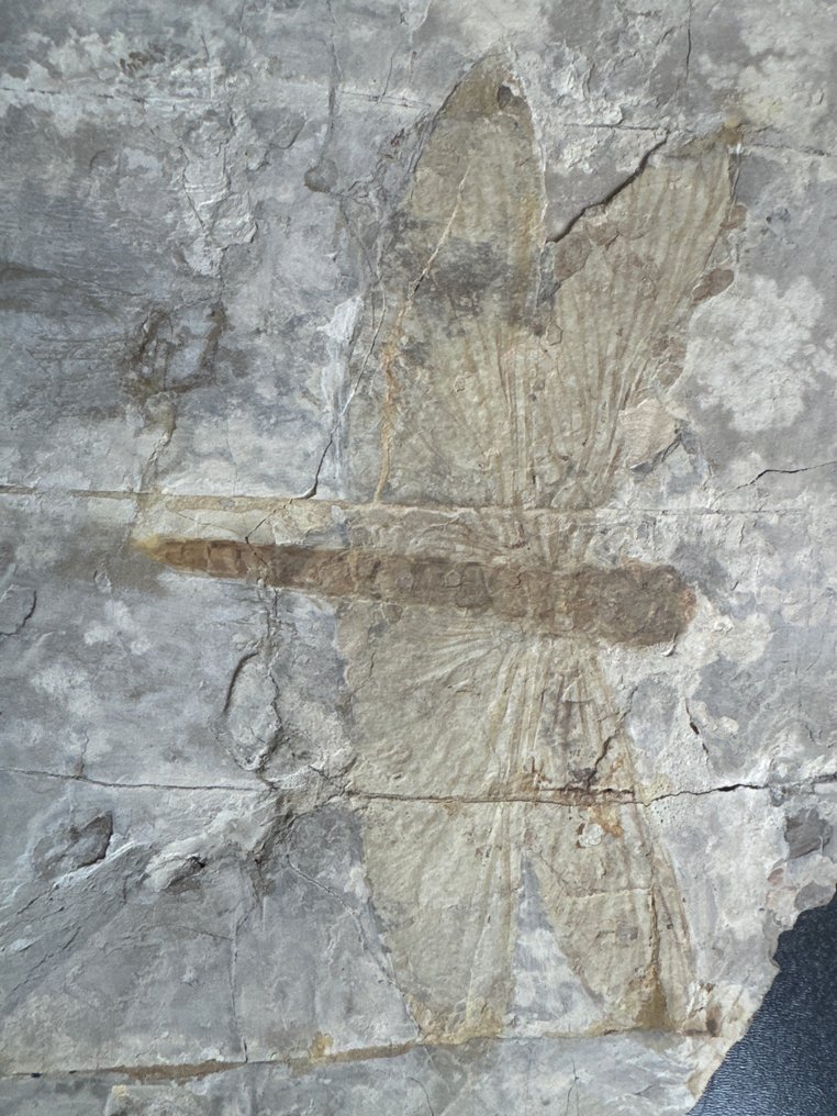 Øyenstikker - Fossile dyr - 17.5 cm - 22.6 cm #3.1