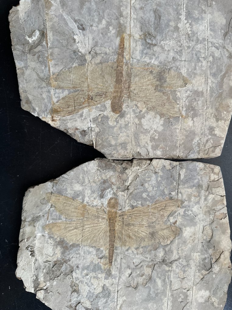 Libelulă - Animale fosilizate - 17.5 cm - 22.6 cm #2.2