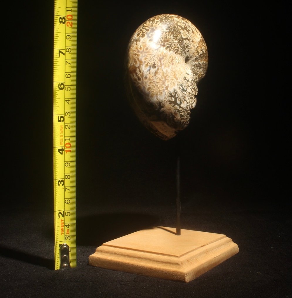 Amonite - Animal fossilizado - Phylloceras - 20 cm - 6 cm #3.1
