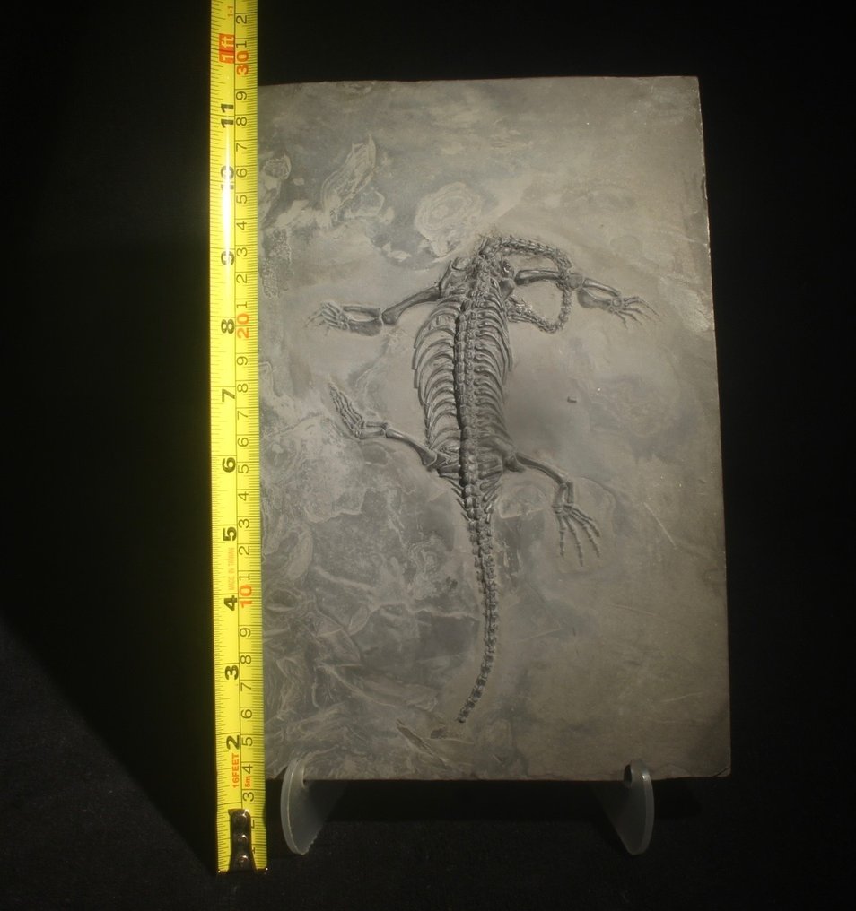 Rettile marino - Animale fossilizzato - Keichousaurus - 29 cm - 17 cm #1.2