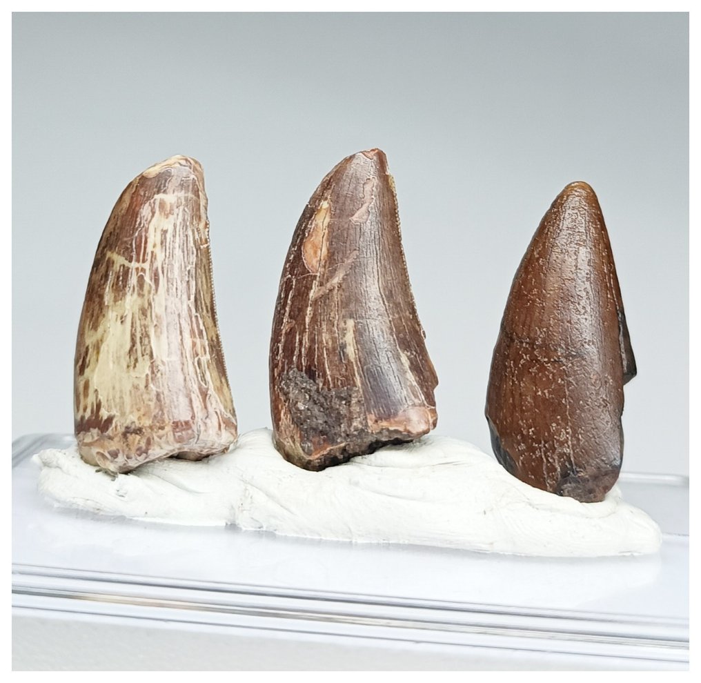 Collection of 3 Rare Afrovenator abakensis Megalosaurid Theropod Dinosaur Teeth - Jurassic Tiouraren - Fossil tooth  (No Reserve Price) #2.1