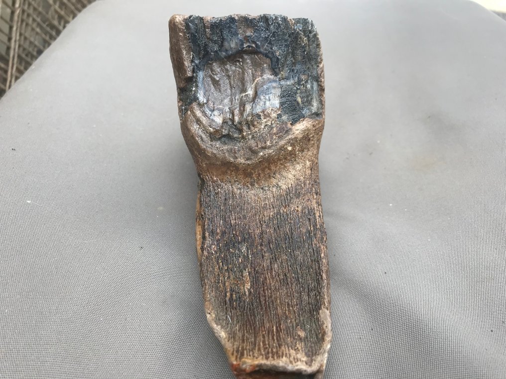 Uldhåret mammut - Fossil tand - 19 cm - 12 cm #2.1