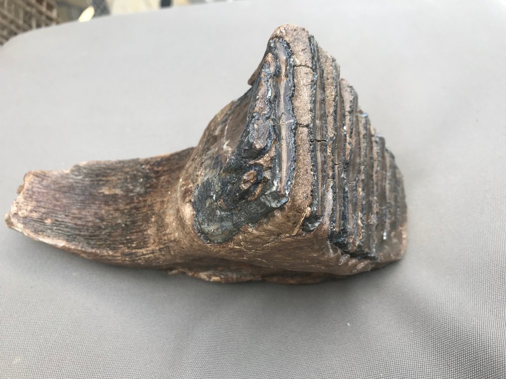 Uldhåret mammut - Fossil tand - 19 cm - 12 cm #1.1