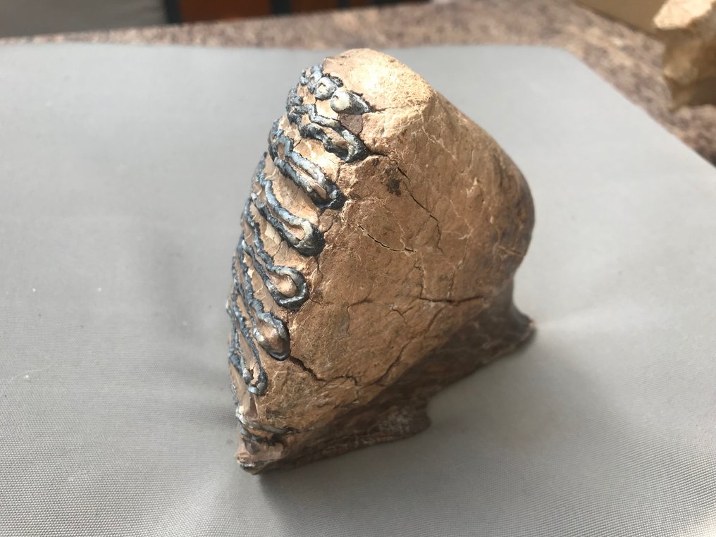 Mammut Lanoso - Dente fossile - 16 cm - 13 cm #2.1