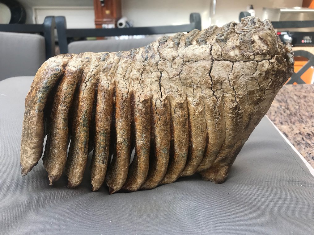 Uldhåret mammut - Fossil tand - 24 cm - 7 cm #2.1