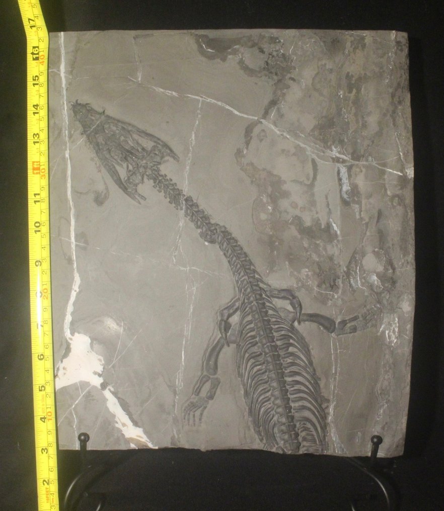 Marine krybdyr - Forstenet dyr - Nothosaurus - 39 cm - 28 cm #1.2