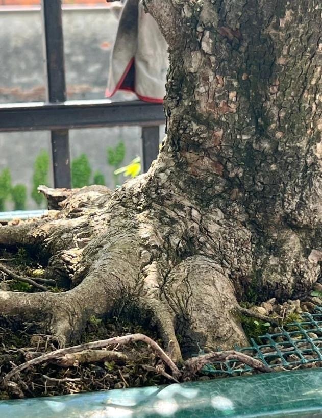 mezei juhar bonsai - Magasság (fa): 110 cm - Mélység (fa): 130 cm - Japán #3.2