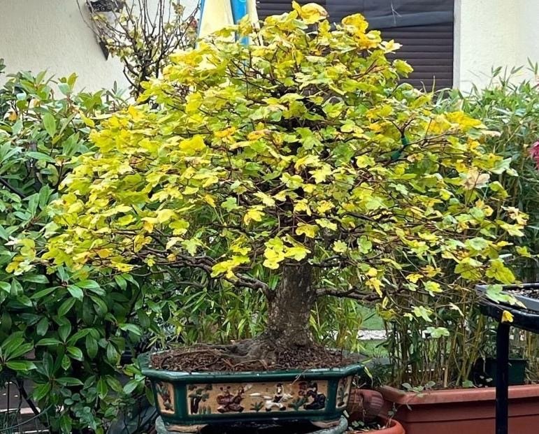bonsai z klonu polnego - Wysokość (drzewko): 110 cm - Głębokość (drzewko): 130 cm - Japonia #1.1
