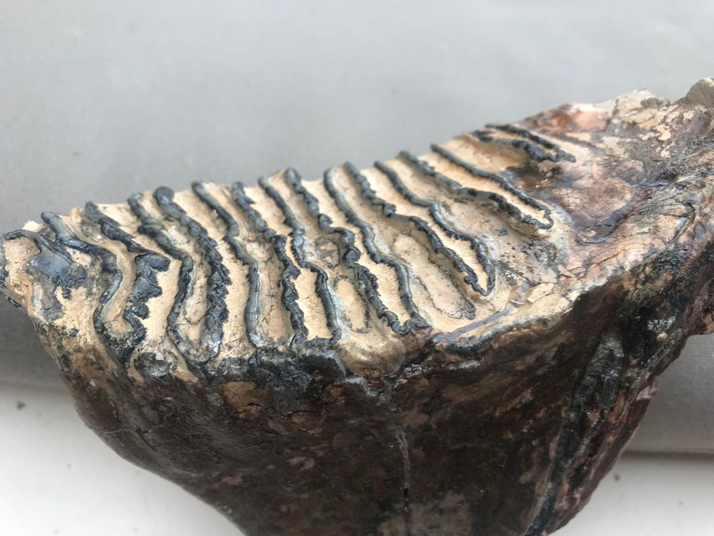 Mamute-lanoso - Dente fóssil - 15 cm - 15 cm #2.1